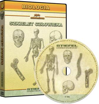Biologia - Szkielet człowieka