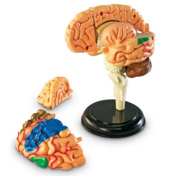Model anatomiczny mózgu