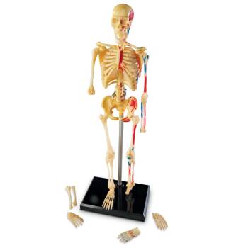 Model ludzkiego szkieletu - OUTLET