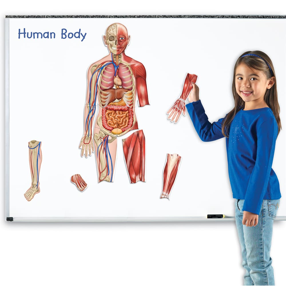 Model ciało człowieka dla dzieci doskonale sprawdzi się w szkole