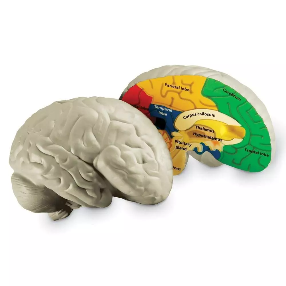 Model mózgu do nauki anatomii
