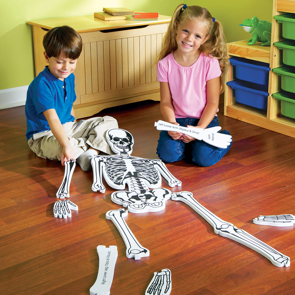 Szkielet człowieka model dla dzieci